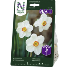 Blomsterlökar NELSON GARDEN Pingstlilja Narcissus 'Actaea' 5st-thumb-0