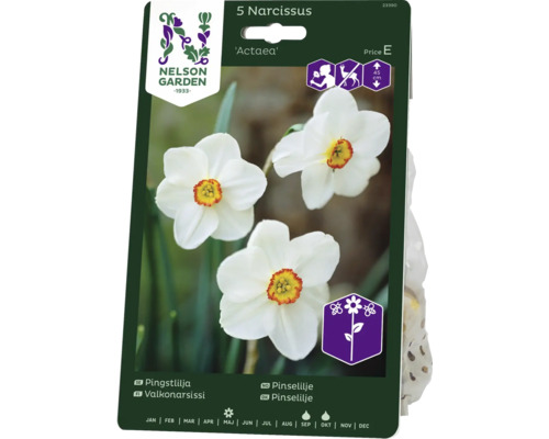 Blomsterlökar NELSON GARDEN Pingstlilja Narcissus 'Actaea' 5st-0