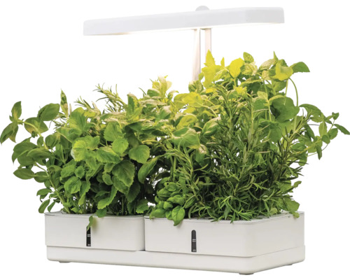 Inomhusörtagård med olika örter och LED-belysning