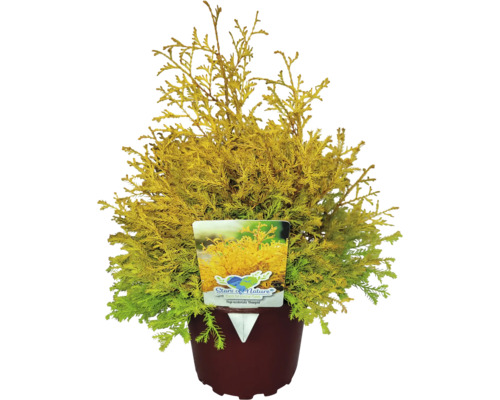 Guldtuja FLORASELF Thuja occidentalis 'Rheingold' 20-30cm Co 2L Guldtuja FLORASELF Thuja occidentalis 'Rheingold' 20-30cm Co 2L