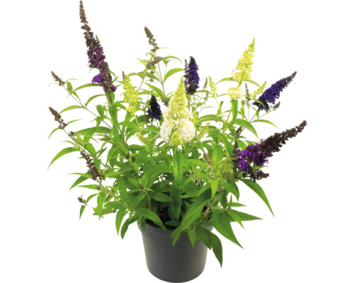 Fjärilsbuske i kruka