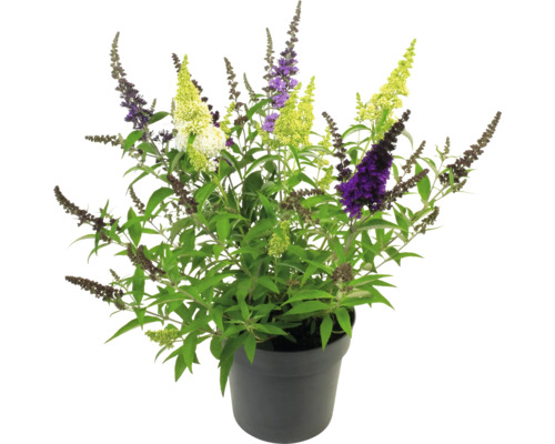 Fjärilsbuske i kruka