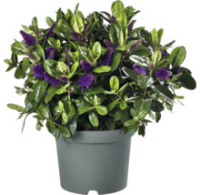 Hebe buske med violetta blommor i kruka