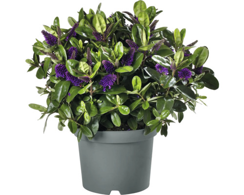 Hebe buske med violetta blommor i kruka