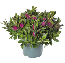 Hebe buske med rosa blommor i kruka
