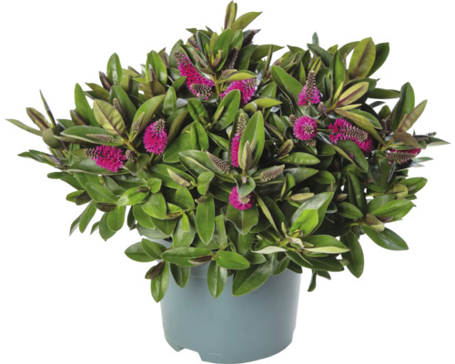 Hebe buske med rosa blommor i kruka