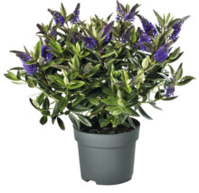 Hebe i kruka med gröna blad och violetta blommor
