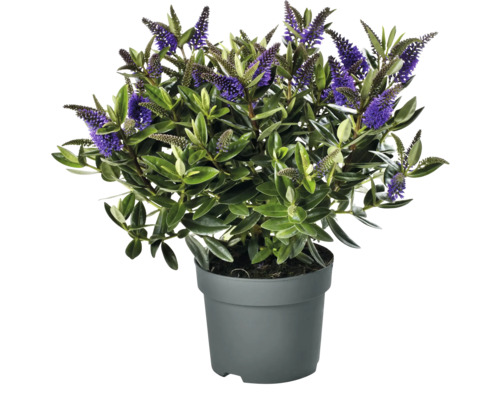 Hebe i kruka med gröna blad och violetta blommor