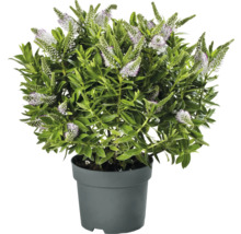 Hebe-buske med vita blommor i kruka