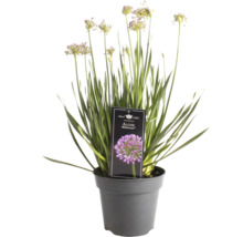 Allium Millenium i kruka