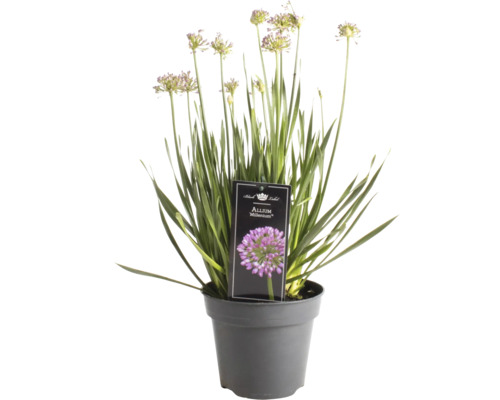 Allium Millenium i kruka