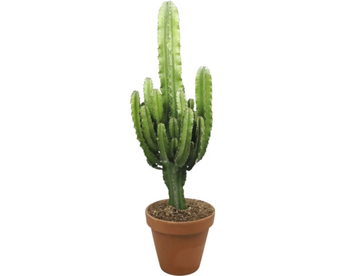 Stor kaktuseuforbia FLORASELF Euphorbia Eritrea i terrakottakruka Ø27cm 110-115cm