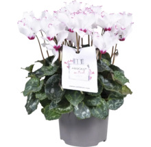 Krukväxtcyklamen med vita blommor och dekorativ etikett i en grå kruka