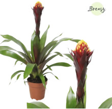 Guzmania krukväxt i kruka