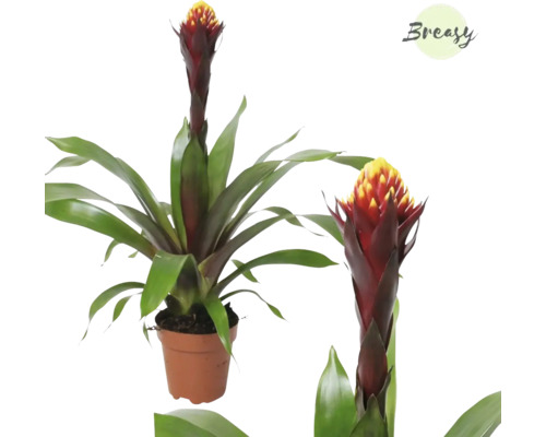 Juvelblomma FLORASELF Guzmania-släktet 'Akabar' 35-50cm krukstorlek Ø12cm