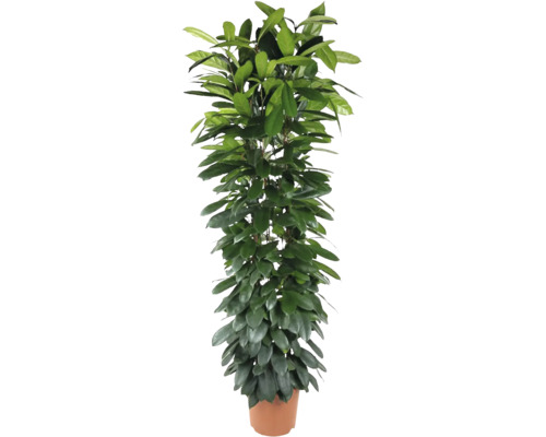 Kimbalafikus FLORASELF Ficus cyathistipula ca 180cm krukstorlek Ø32cm