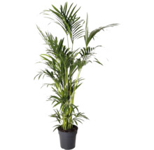 Guldpalm i kruka som krukväxt