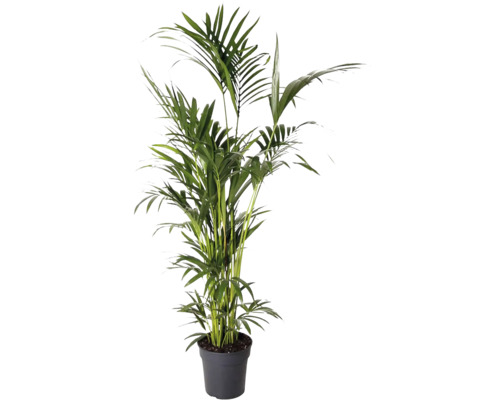 Guldpalm i kruka som krukväxt