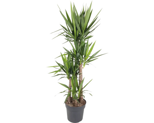 Jättepalmlilja FLORASELF Yucca elephantipes 180-185cm krukstorlek Ø34cm