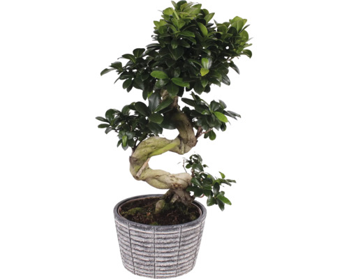 Citronfikus S-Shape FLORASELF Ficus microcarpa Ginseng ca 60cm Ø23cm inkl. keramikkruka Rustic Touch