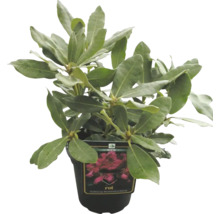 Storblommig rhododendron mix FLORASELF Rhododendron Hybride Co 2L