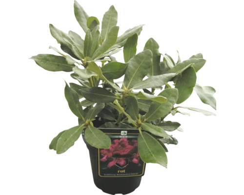 Rhododendron i kruka med en etikett som beskriver sorten