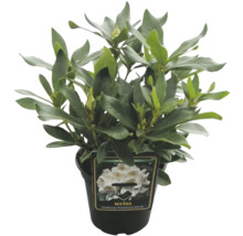 Storblommig rhododendron mix FLORASELF Rhododendron Hybride Co 2L