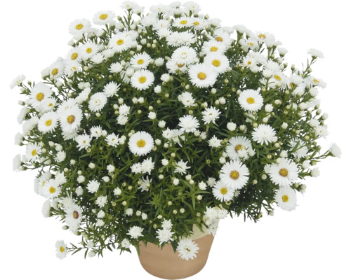 Kruka med buskiga, vita höstastrar