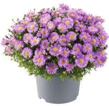 Kruka höstaster med lila blommor