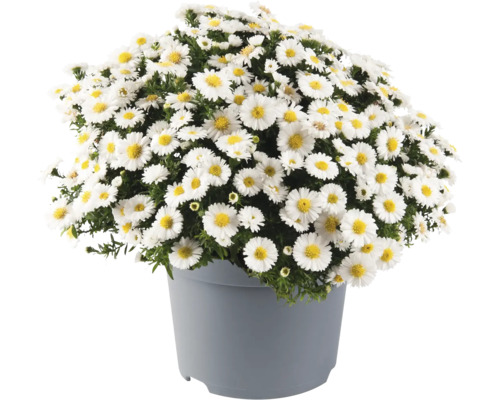 Oktoberaster Aster dumosus 20-30cm Co 5L sorterad