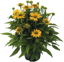 Gul rudbeckia i en kruka.