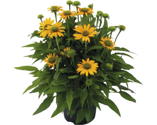 Gul rudbeckia i en kruka.