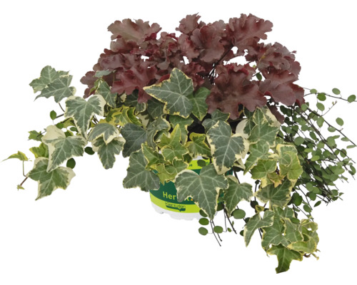 TrioMio höstplantor FLORASELF perenner för krukor 10-40cm Co 5L