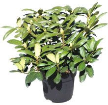 Rhododendron i kruka