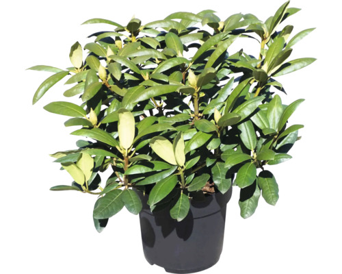 Rhododendron i kruka