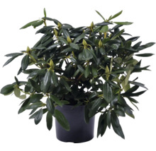 Rhododendron i kruka med gröna blad och blomknoppar