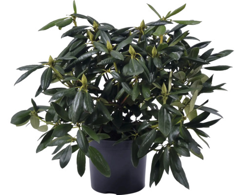 Rhododendron i kruka med gröna blad och blomknoppar