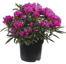 Azalea i kruka