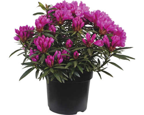 Azalea i kruka