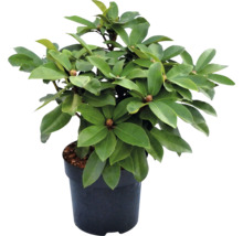 Rhododendron i kruka