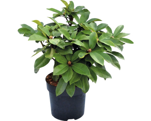 Rhododendron i kruka