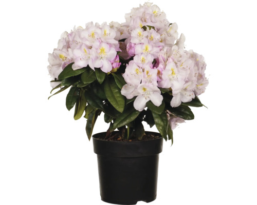 Rhododendron i kruka med ljusa blommor