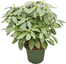 Rhododendron i kruka med gröna blad och blomknoppar.