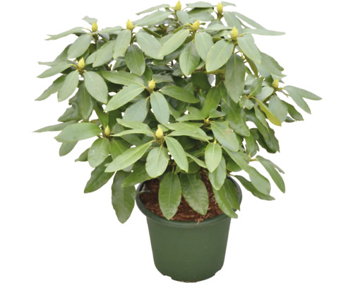 Rhododendron i kruka med gröna blad och blomknoppar.