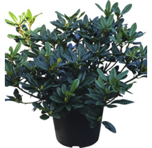 Rhododendron i kruka