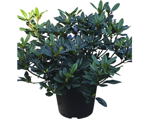 Rhododendron i kruka