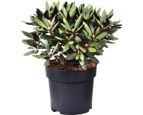 Rhododendron i kruka
