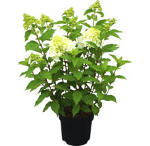 Syrenhortensia i kruka