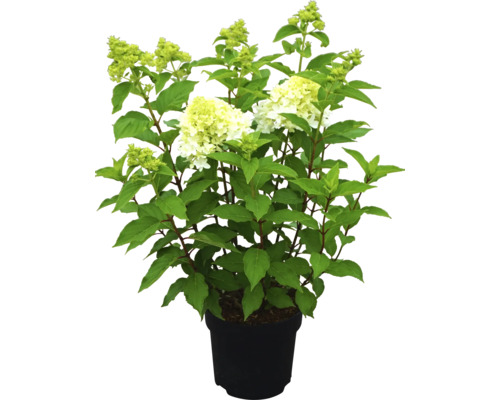Syrenhortensia i kruka