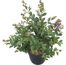 Lagerstroemia i kruka med blad och blomknoppar